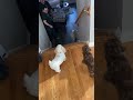 Peanut and Coco wagging Their Tails, when My Dad and I walk up 🔝 🆙 ⬆️ the Stairs-#dogs #pets