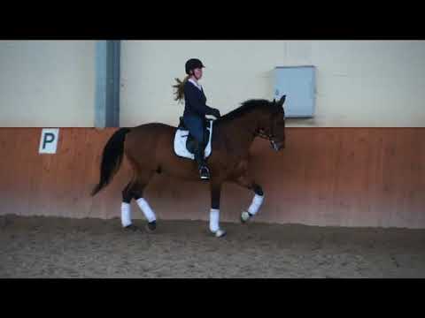 dressage schoolmaster for sale!