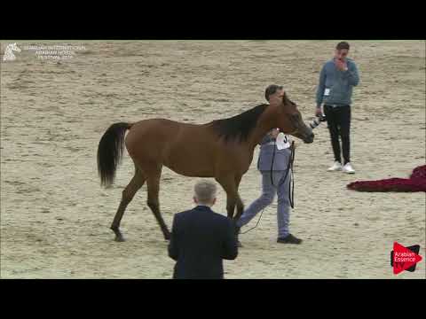 35 ROZA AL ZOBAIR Sharjah International 2018