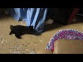 2019 Stray Momma Cat Teaching Her Kitten To Play Hide And Seek Tag VI 2737