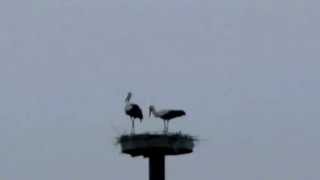 preview picture of video 'Störche in Nordfriesland 2014 / Storks'