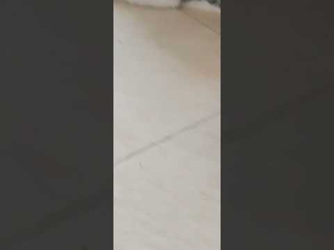 my pet cat #cats#short#littlecat