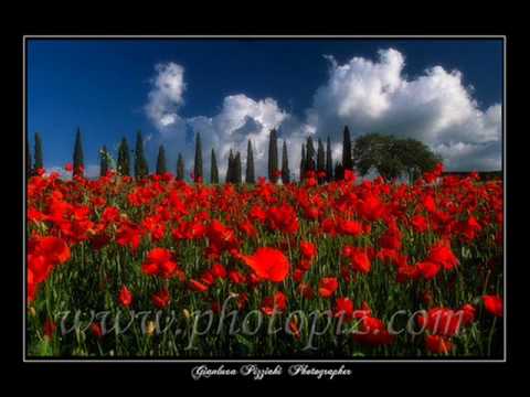 THE MISSION-A ROSE AMONG THORNS-DULCE PONTES-ENNIO MORRICONE