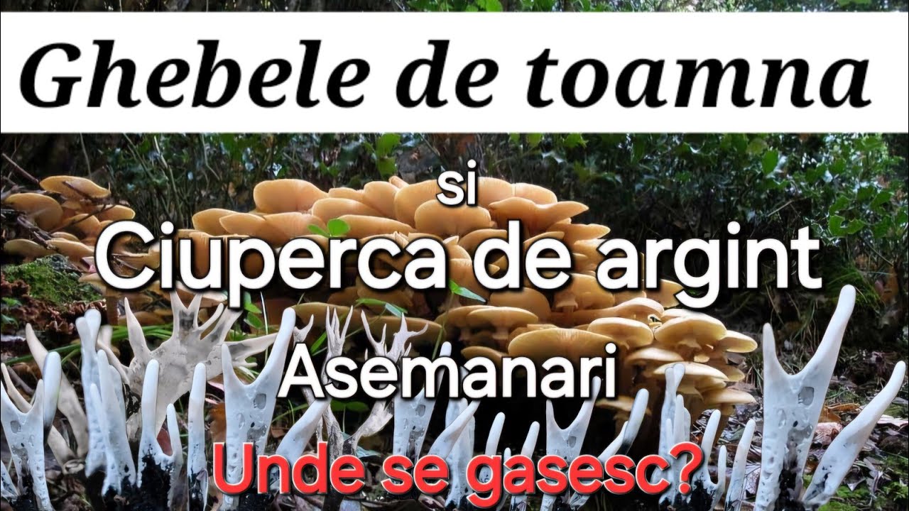 Ghebele de toamna / Ciuperca de argint/ Delicatesa culinara