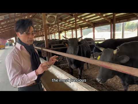 Visiting Matsusaka (松阪牛) Castle (The highest class Japanese A5 wagyu beef)