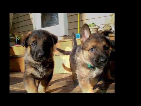 Lever's GERMAN SHEPHERDS PUP ready to go home APRIL 2010