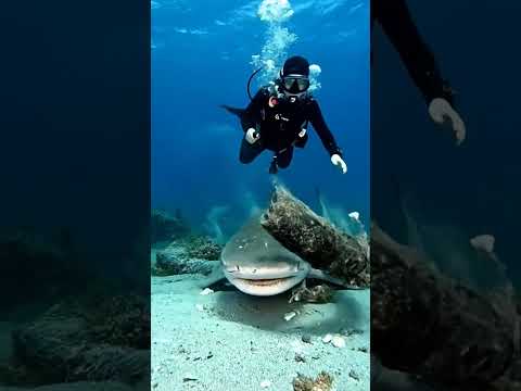 Incredible moment diver cuts shark free underwater 😮 #amazing #diving