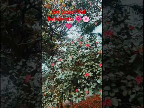 so cute flowers #hindisong #song #bollywood #love #bolleywoodsong #for #nature #bollywoodso  #music