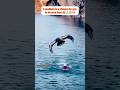 Eagle Attacks Best Eagle Attacks Eagle Attacks On Men Eagleattacks Eagles Naturefunadda