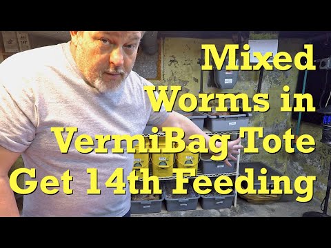 Mixed bag o' worms fed after 14 days (coffee only) - vermicompost