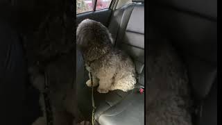 Mini Sheepadoodles Puppies Videos