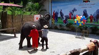 preview picture of video 'The Elephant Show at Chang Puak Camp'