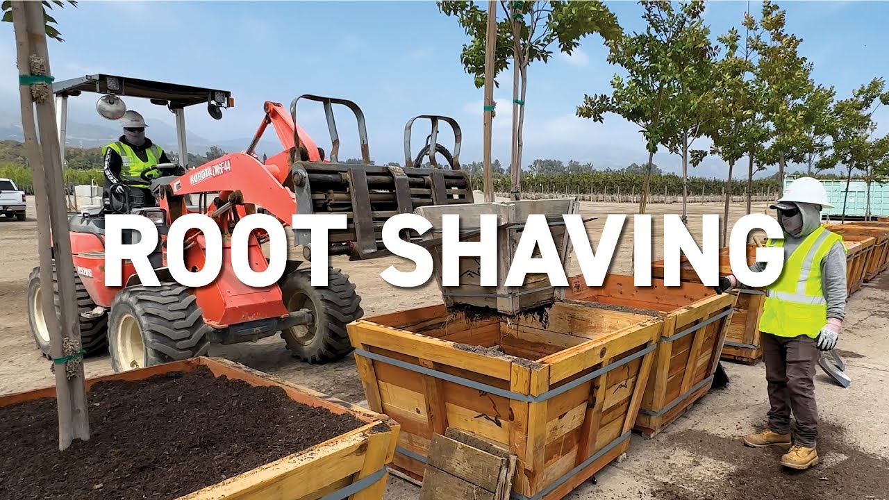 Root Shaving