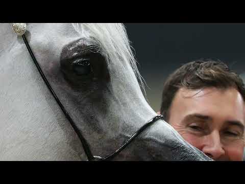EQUIBORN K.A. - Bronze Champion Senior Stallion - 2023 All Nations Cup