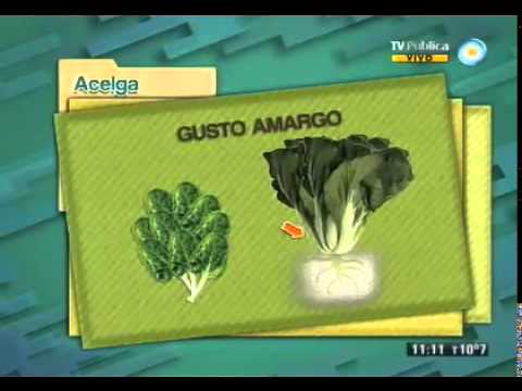 Todo sobre la acelga