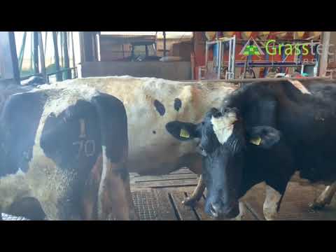Grasstec Herd Sale
