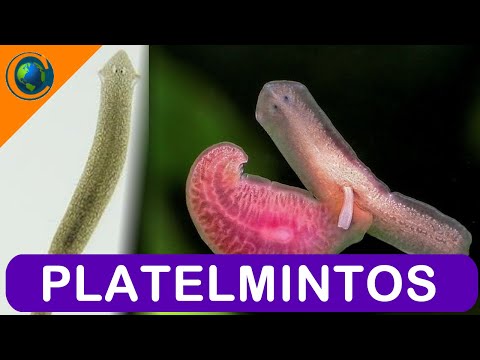 ZOOLOGY - PLAYTHELMINTHS