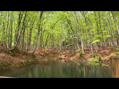 美人林のヒーリング映像第2弾