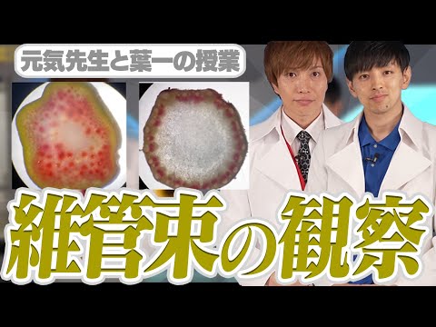 園芸 線形葉状子葉