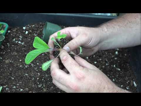 Potting up Streptocarpus leaf cuttings