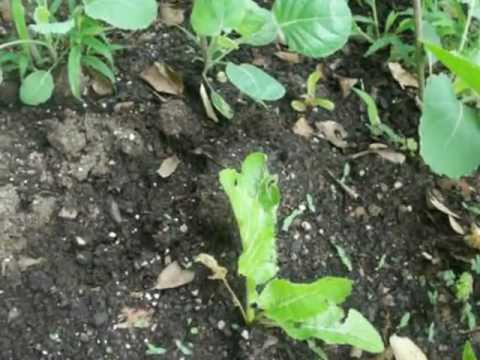 download lagu mp3 mp4 Horseradish Sprouts, download lagu Horseradish Sprouts gratis, unduh video klip Horseradish Sprouts