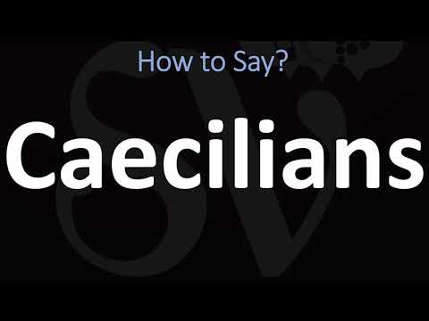How to Pronounce Caecilians? (CORRECTLY)