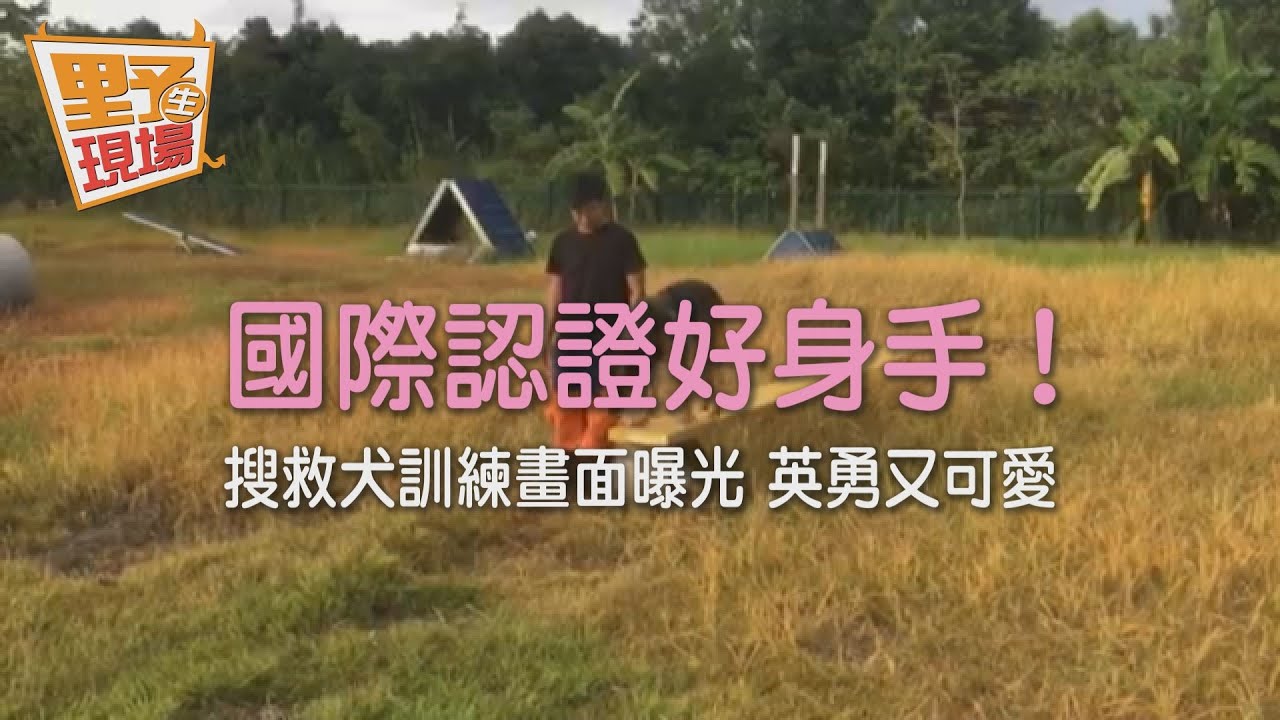 國際認證好身手!搜救犬訓練畫面曝光 英勇又可愛