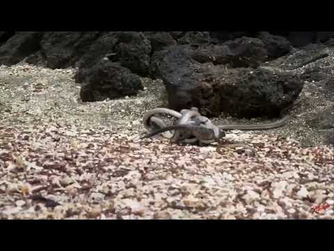 SNOOP DOGG narrating ‘Planet Earth’ is just the best..... #snake #lizard #funnyanimal