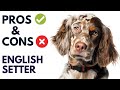 English Setter Dog Breed Pros And Cons English Setter Advantages And Disadvantages AnimalPlatoon