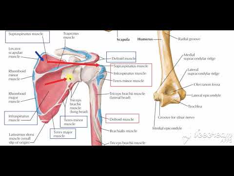 Shoulder muscles attachment 3