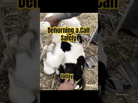 Safe Dehorning in Calves Using Cream | Full Step-by-Step Guide #villagevet