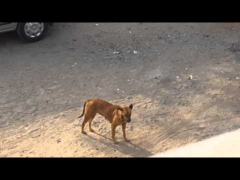 Throwing water on dog!! FUNNY REACTIONS!!! LOL