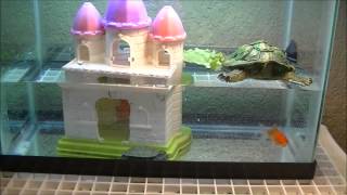 New Rescued Red Eared Slider Turtle and Friend. Adorable!