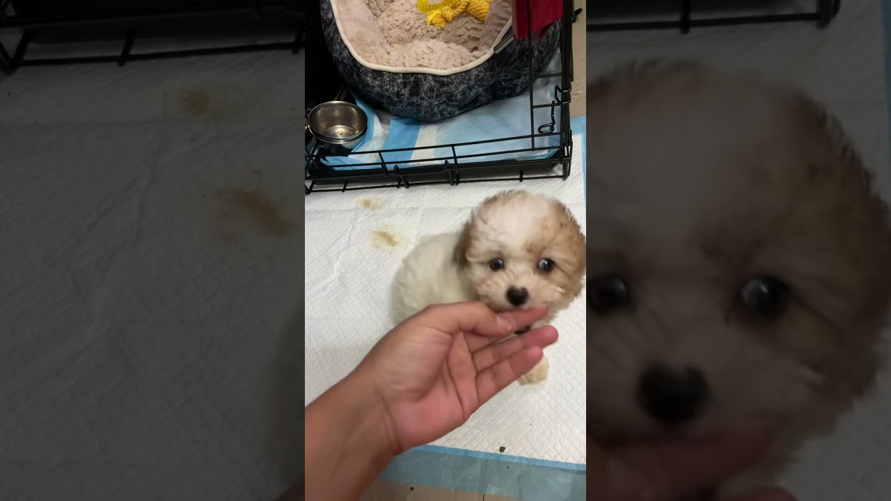 Bichonpoo Puppies For Sale in East New York Avenue, Brooklyn, NY
