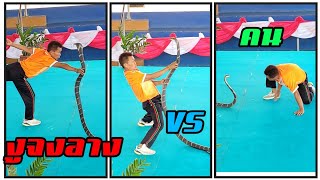 คน VS งูจงอาง