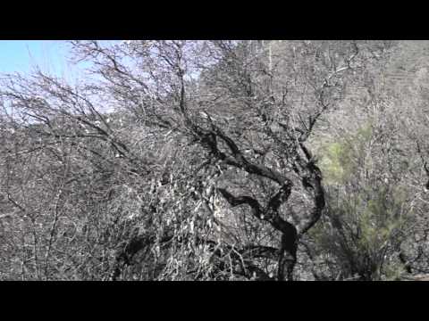 La Gomera: Tour Chipude - Erque - Erquito