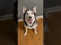 TEACH YOUR DOG TO SHAKE IN 60 SECONDS
