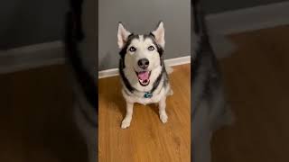 TEACH YOUR DOG TO SHAKE IN 60 SECONDS!!!