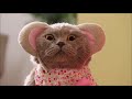 Aaron 039 s Animals NEW VIDEO COMPILATION 20 Aaron 039 s Animals NEW VIDEO COMPILATION 20