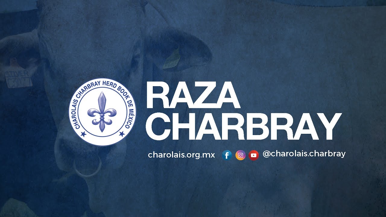 Raza Charbray