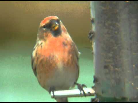 Male Lesser Redpoll
