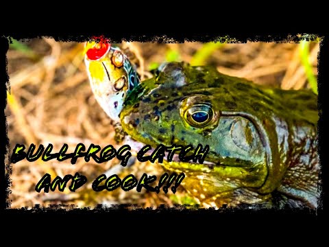 Bull Frog catch n cook!!
