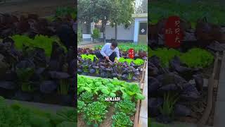 Download lagu VERY INSPIRING TO PLANTING VEGETABLES AT HOME #vegetablegarden mp3