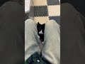 Funny Cats 2024 ‍ Kitten Meowing Call Episode 2980