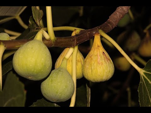 Smokva - superiorno mediteransko voće