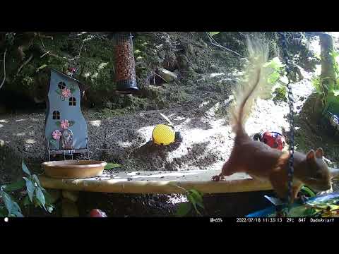 Dads Aviary: 6-292 - Red Squirrel overstretching