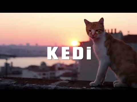 Трейлер фільму «Королівство котів»
