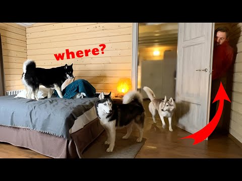 Mein Hund kann mich nicht finden! Verstecke mich an verschiedenen Orten vor meinen Hunden