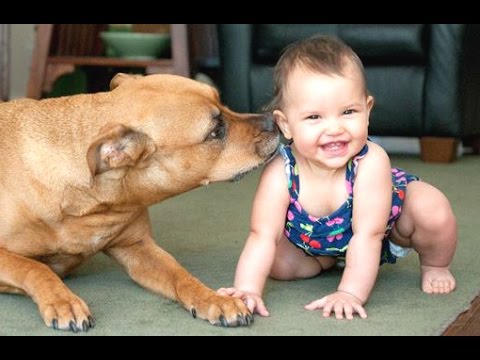Funny And Cute Babies Laughing Hysterically At Dogs Compilation