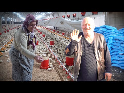 , title : '"Tavuklar bana arkadaş, başka kimsem yok ki! Ailecek Çiftlikte Yaşıyoruz" - Tavuk Üretimi - 2.Bölüm'